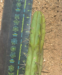 🌶️🌶️ Dulzura Restocked (Again) — 10”  TIPS