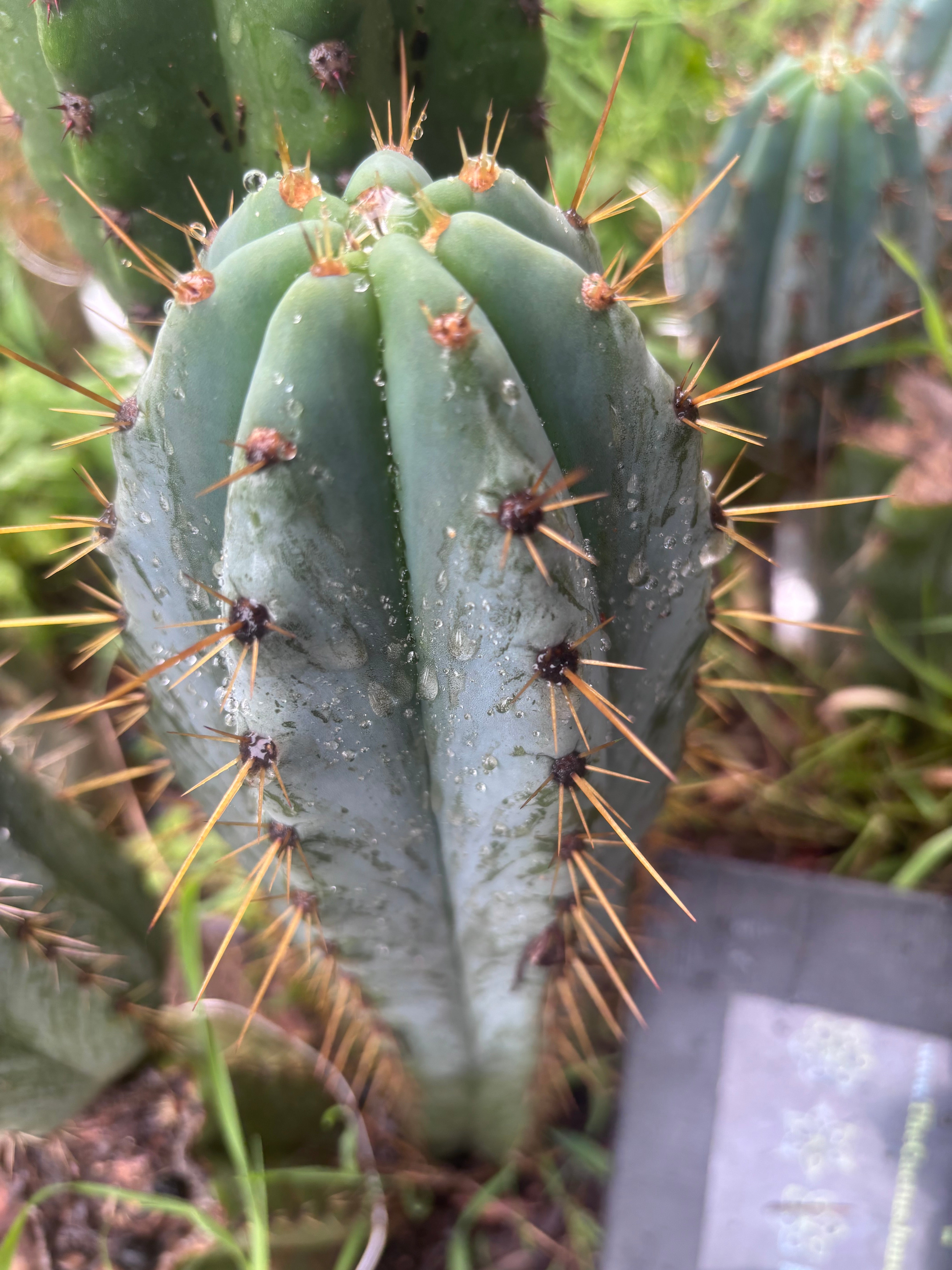 💎👑 Argentinensis “Coopers Clone” — 9” Tip