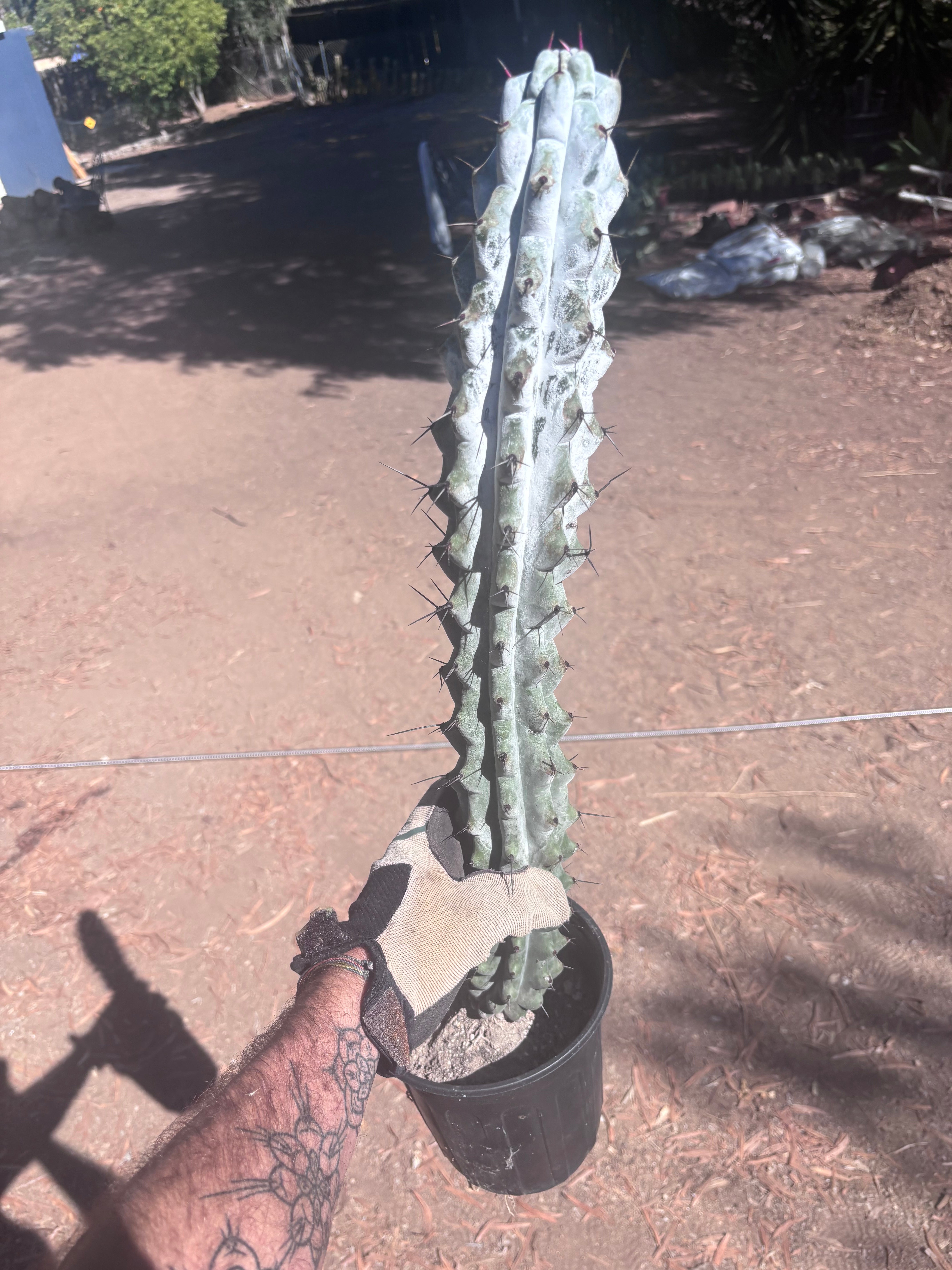 💎 Stenocereus Beneckei — XL 21” Fully Rooted