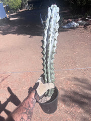 💎 Stenocereus Beneckei — XL 21” Fully Rooted