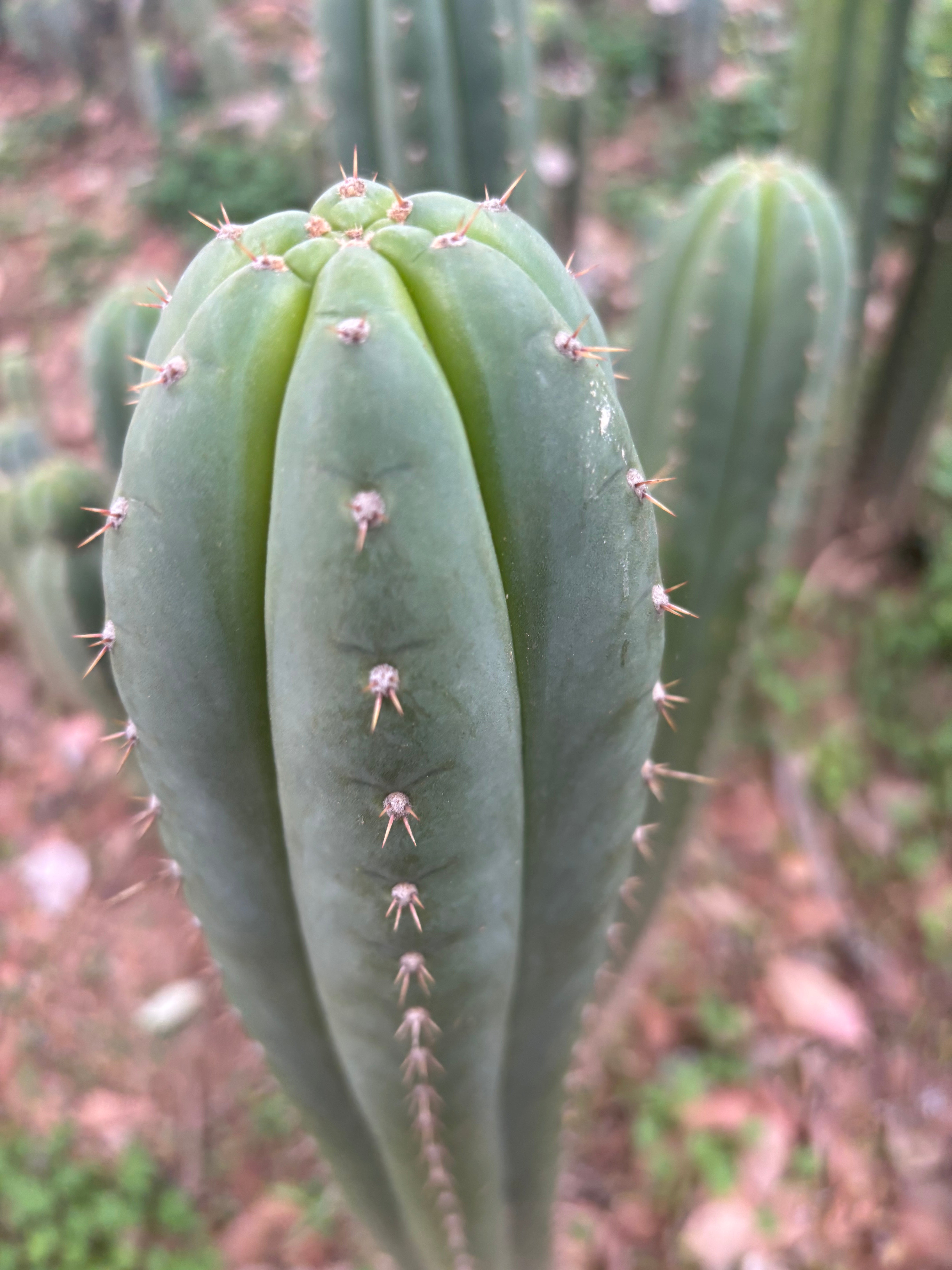 Fields x Yowie  — 10” Tips