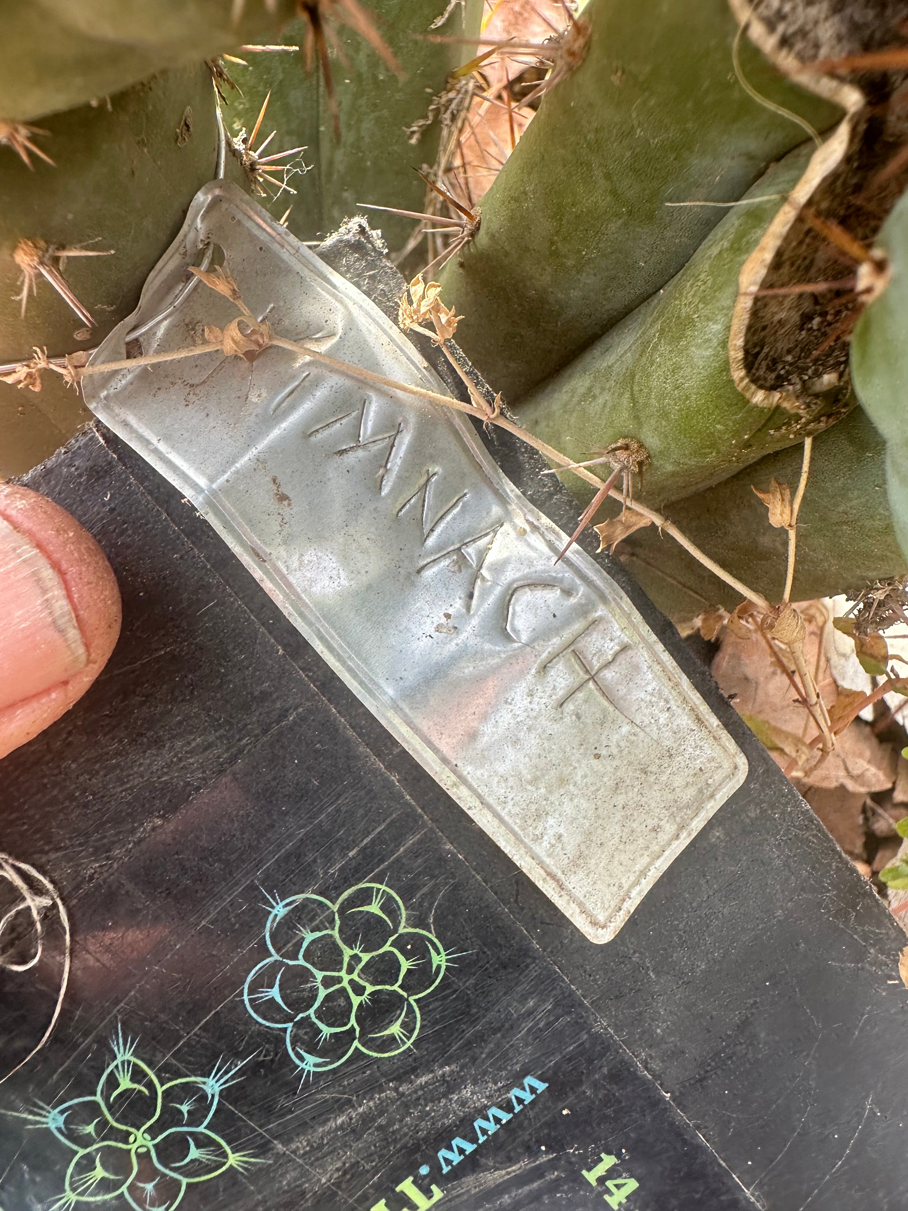 👑🌶️ Kimnach — Chonky 12” Pup