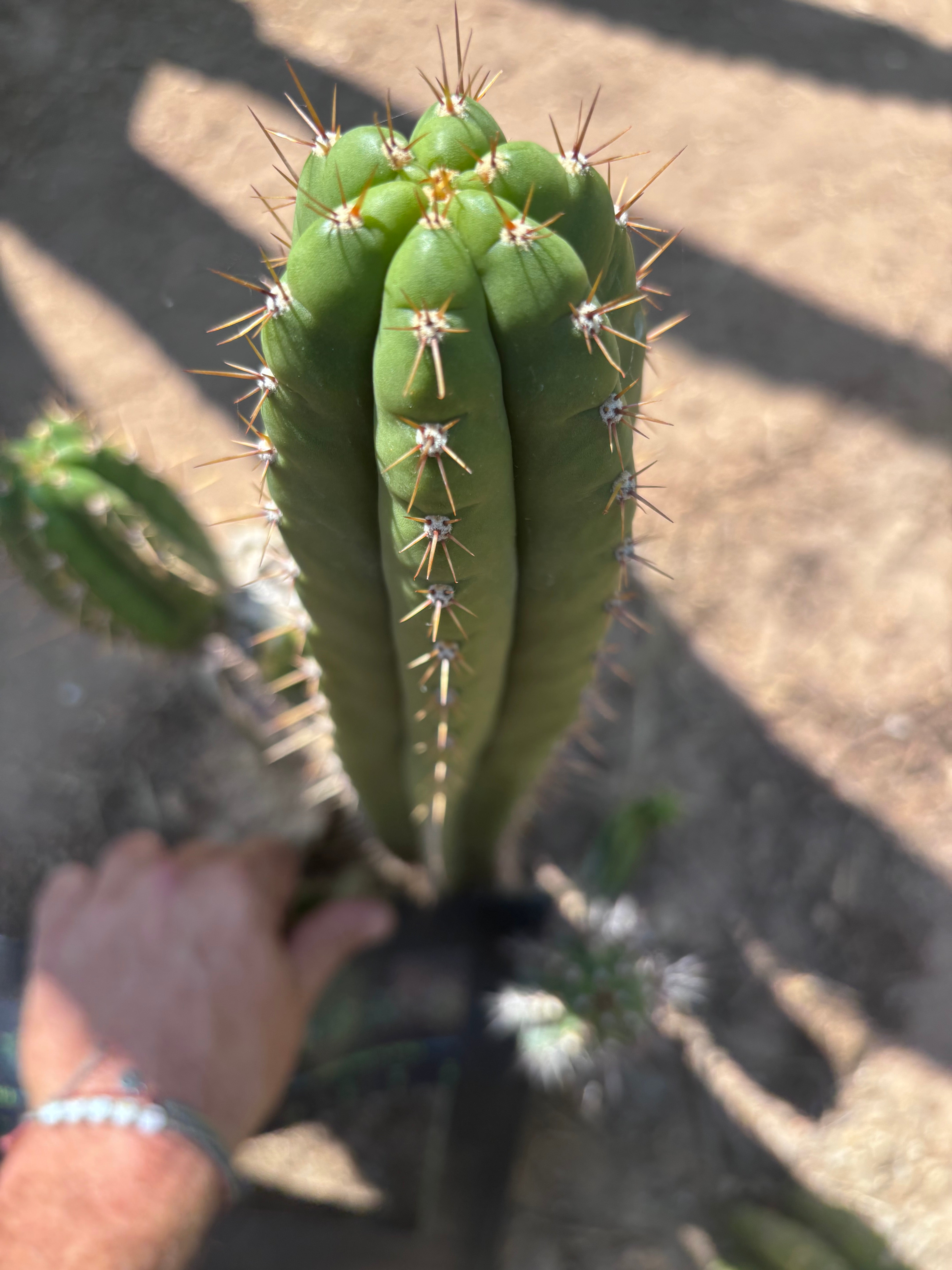 👑🌶️ Torres & Torres — 14” Tip