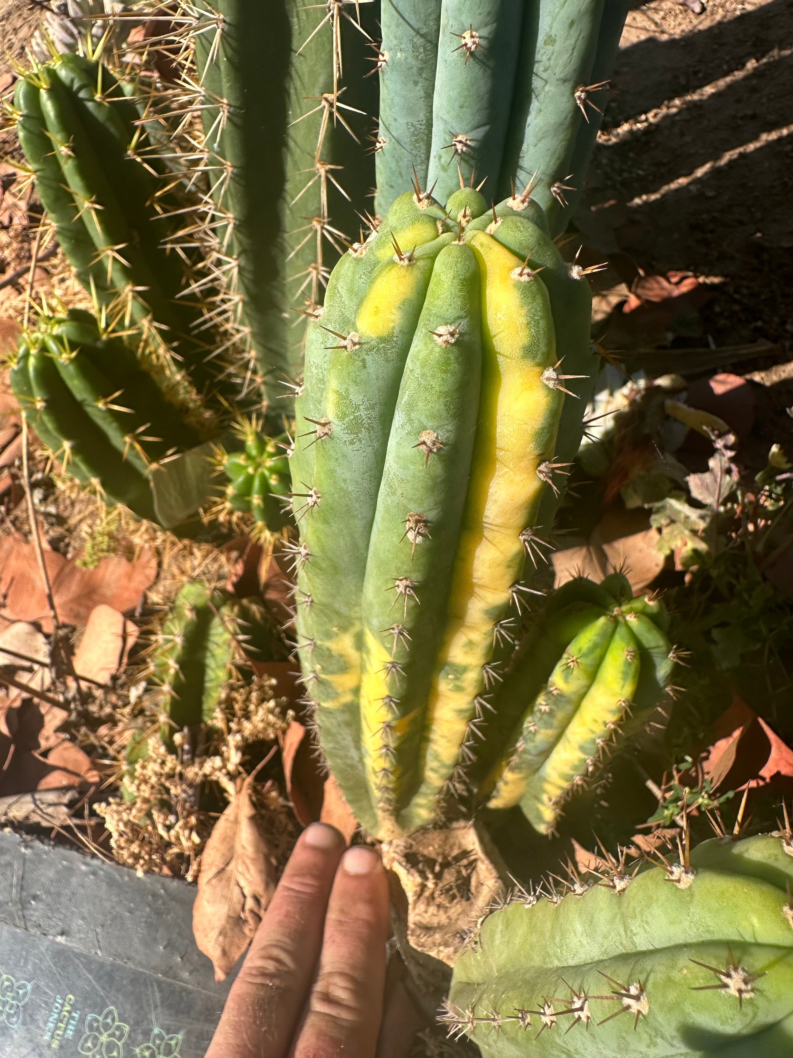 👑 Variegated Pachanoi — 9” Tip