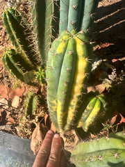 👑 Variegated Pachanoi — 9” Tip