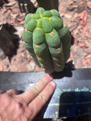 💎👑🌶️  Ichoca — 6.5” Pup
