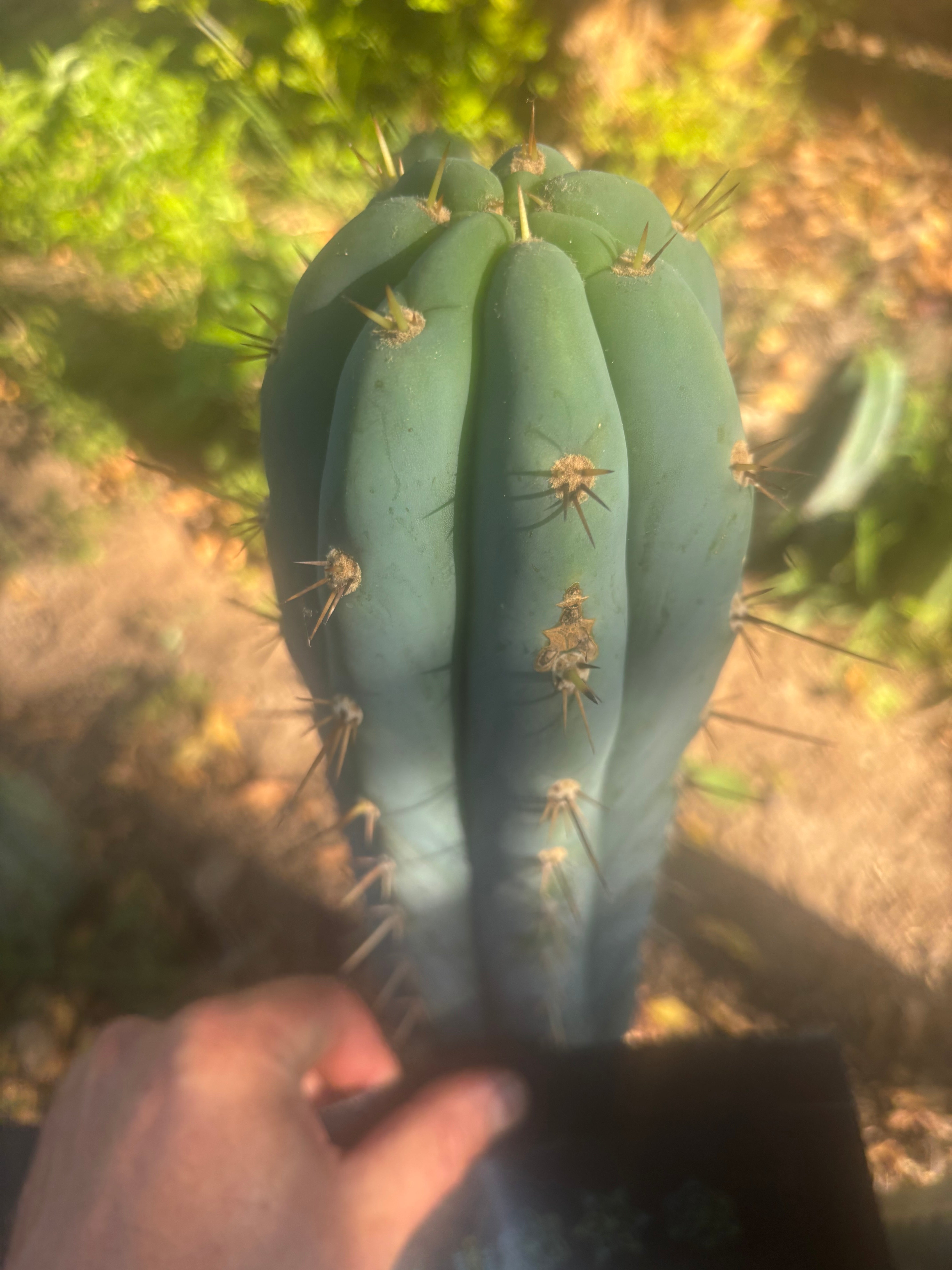 💎👑 Grandfather — 9” Tip