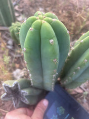 Custom Listing for J. O’Malley