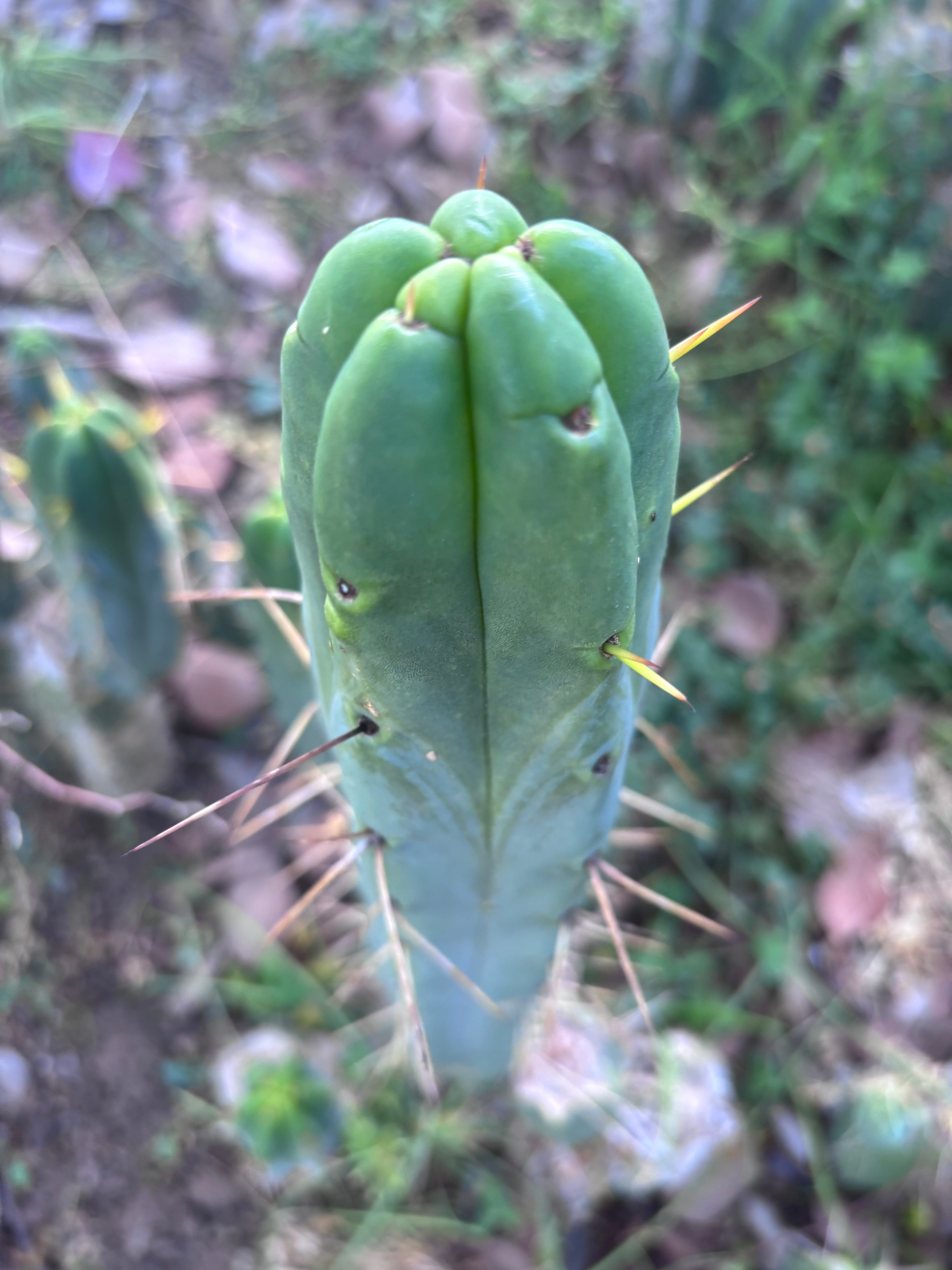 👑🌶️ BBB — XL 14” Tip