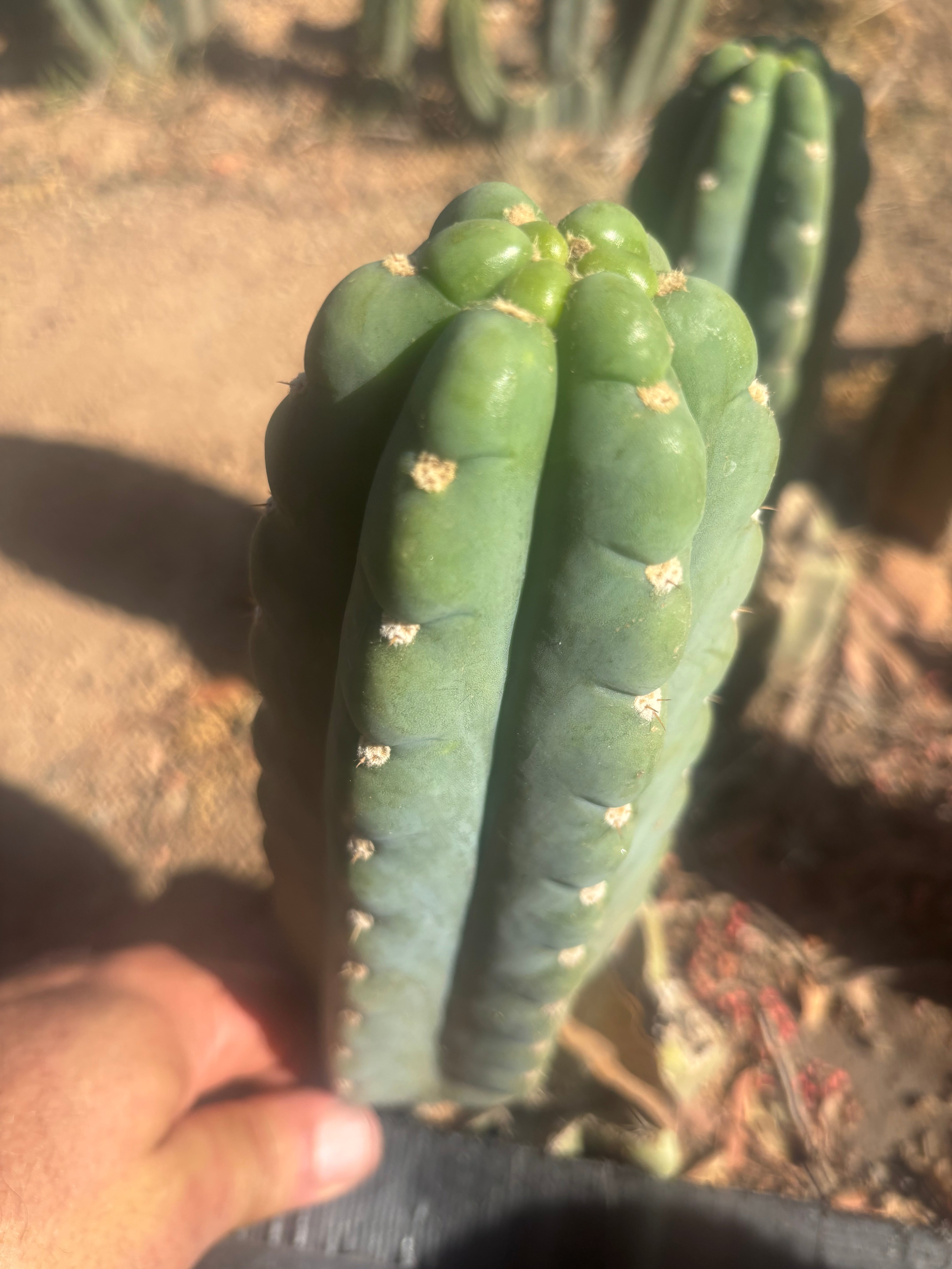 👑🌶️  Ichoca — Flawless 8” Pup