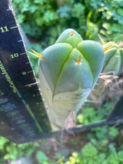 💎👑🌶️🌶️ SS02  — 10” FourWang Tip