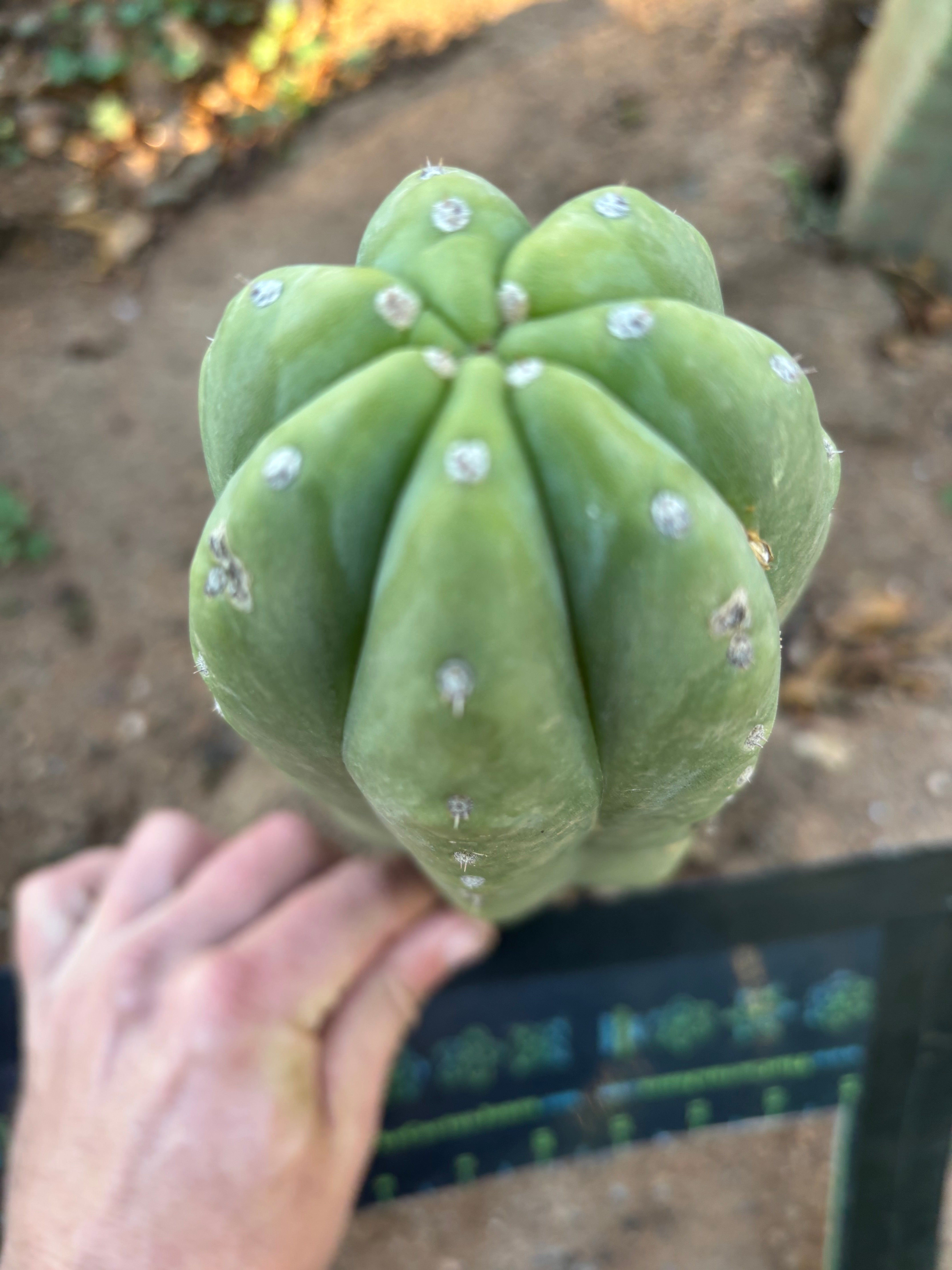 💎👑🌶️ Pierre — Thick 9” Tip