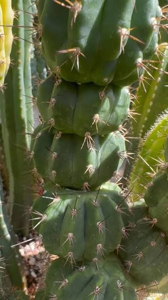 💎👑💎 Tetris — Pup Graft on Rooted 14” PC
