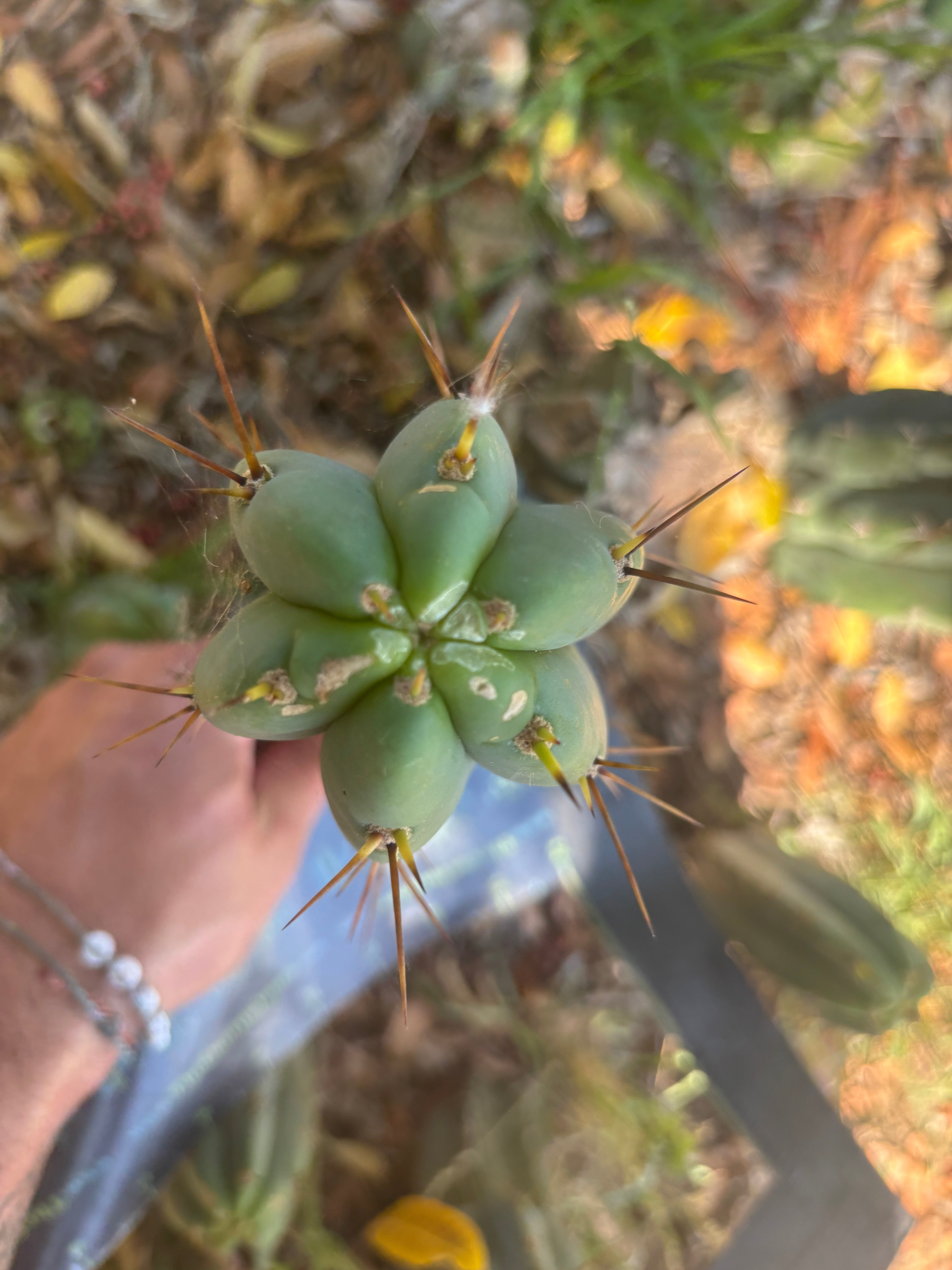 👑🌶️🌶️ Pala — 10” Pup