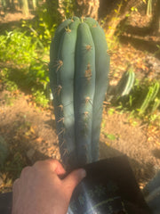 💎👑 Grandfather — 9” Tip