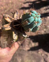 💎👑💎 Papa Smurf — Thick Rooted Mid w/Pup