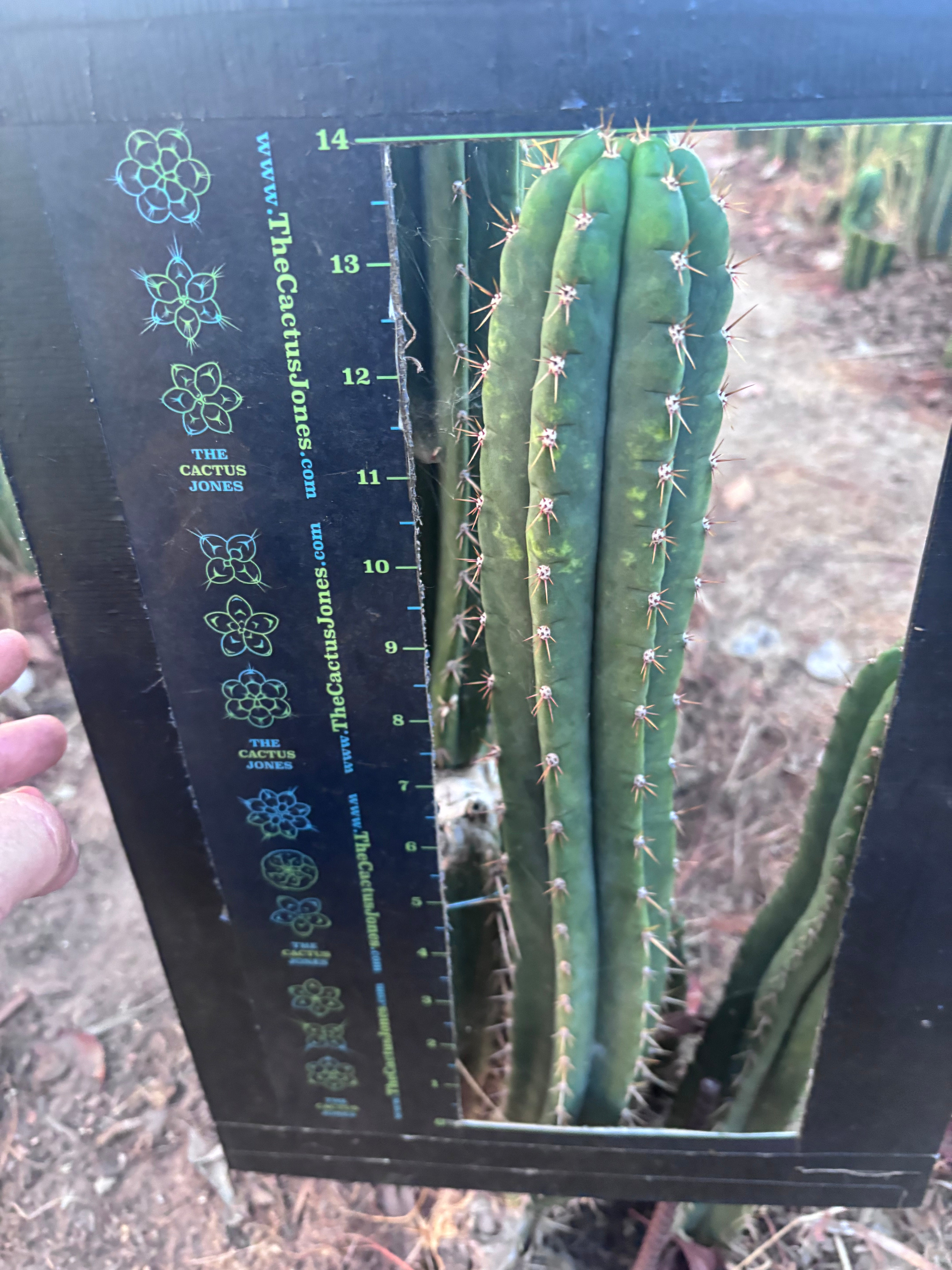 👑🌶️ KK339 — 14” Tip