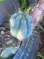 💎👑 Papa Smurf — Baseball Pup