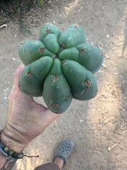 👑🌶️Jonesy02 — Fat 10” Melon Pup