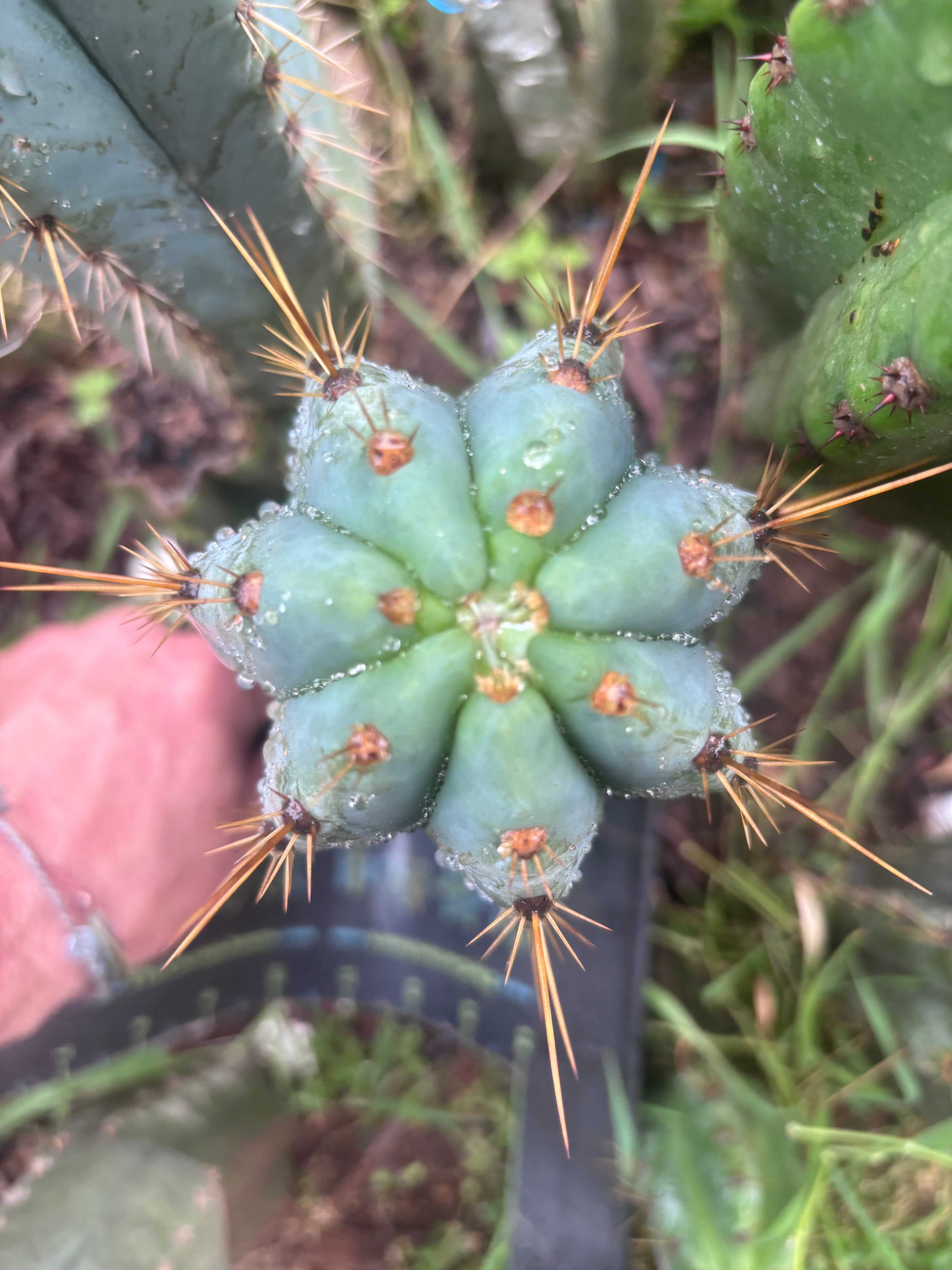 💎👑 Argentinensis “Coopers Clone” — 9” Tip