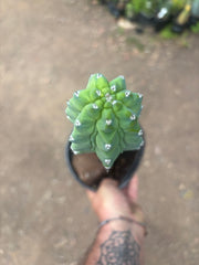 👑💎 Grecas — XL Established Tip Graft, Rooted