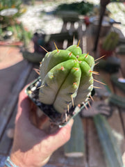 👑🌶️ Hammer — Rooted / Whole