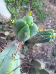 👑💎🌶️ Shulgin — 13” Fourwang Pup