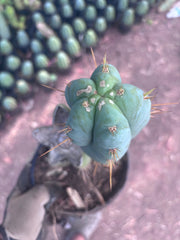 👑 Lotusland Huanu —  Fully Rooted Mid with Fat Pup