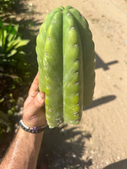 👑🌶️ Bitterfly — Beefy 9” Tip