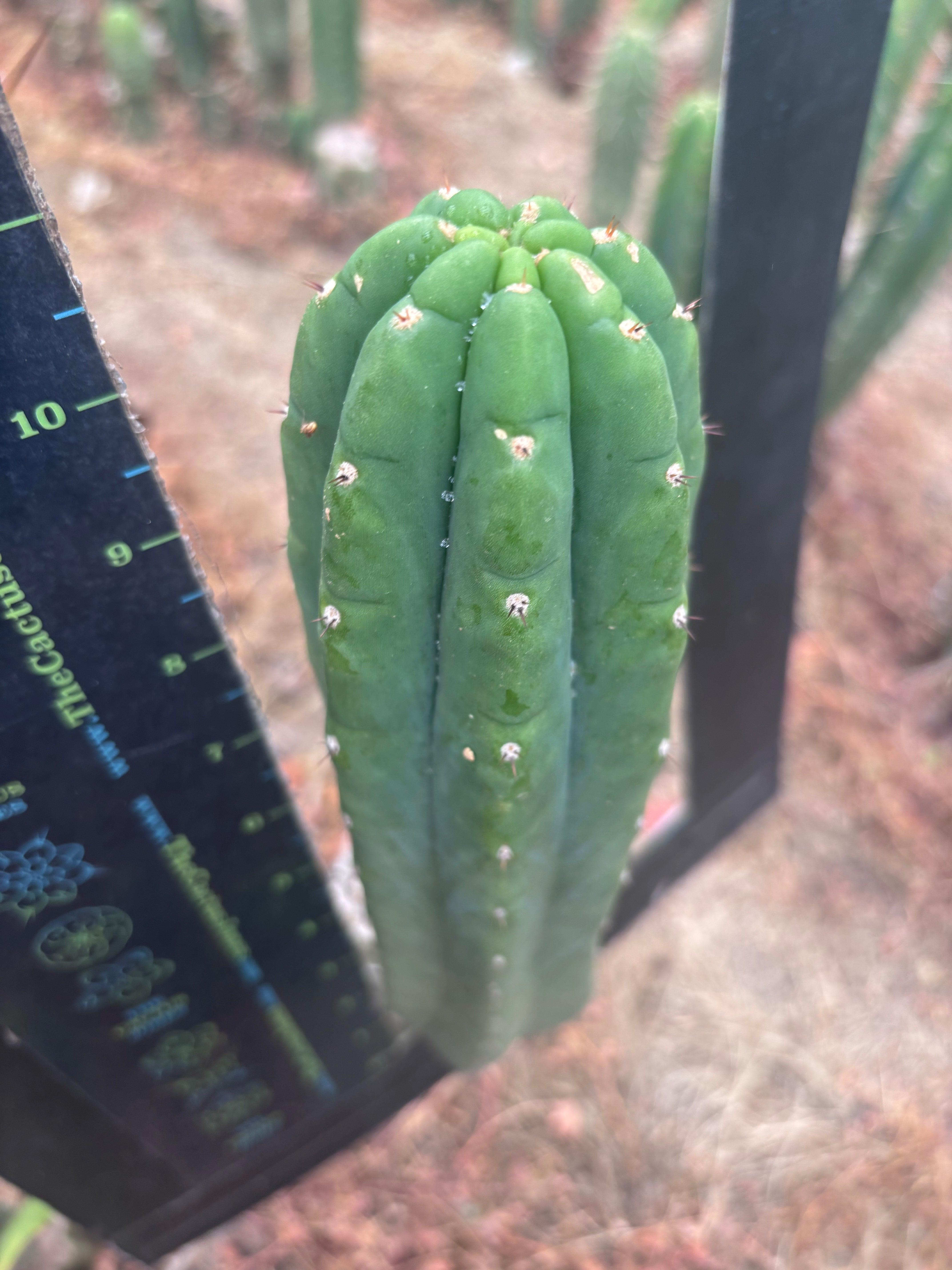 👑🌶️ Genesis — 11” Pup