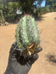 💎⚔️ Taquimbalensis — Chonky 8” Pup