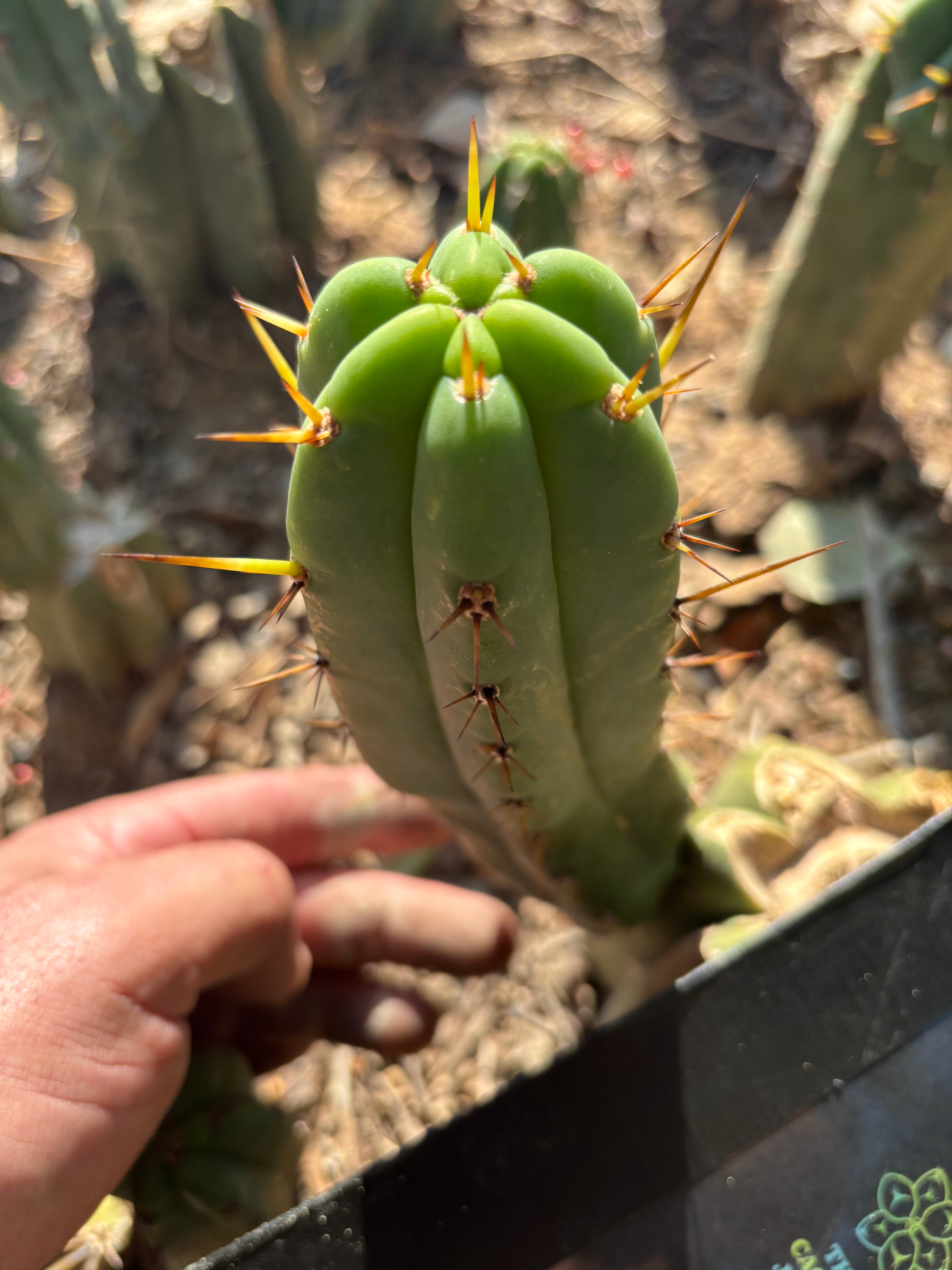 👑🌶️🌶️ Pala! — The Weekly Pup