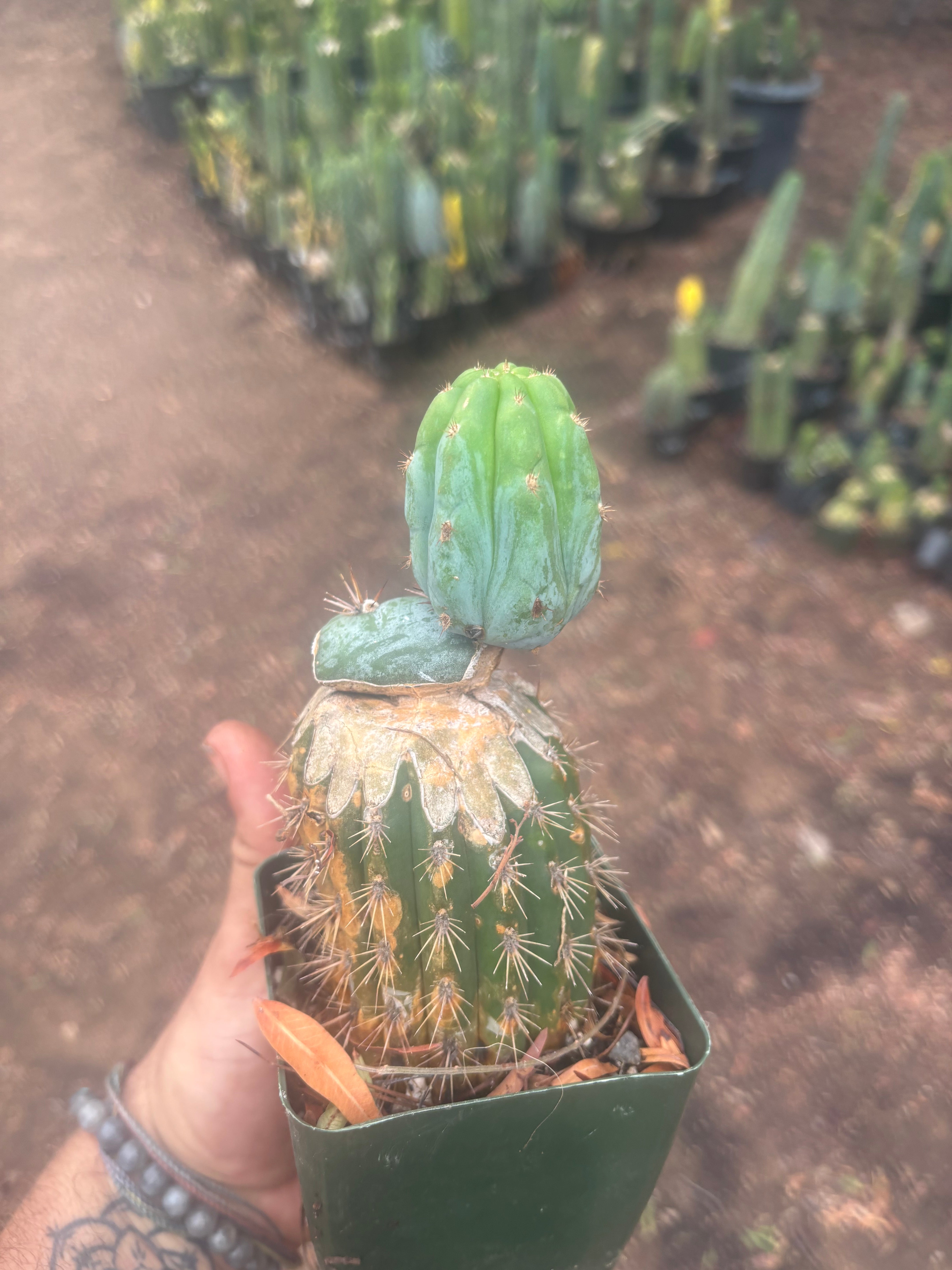 💎👑💎  NUBS — Established Slab Graft w/ Pup, Rooted