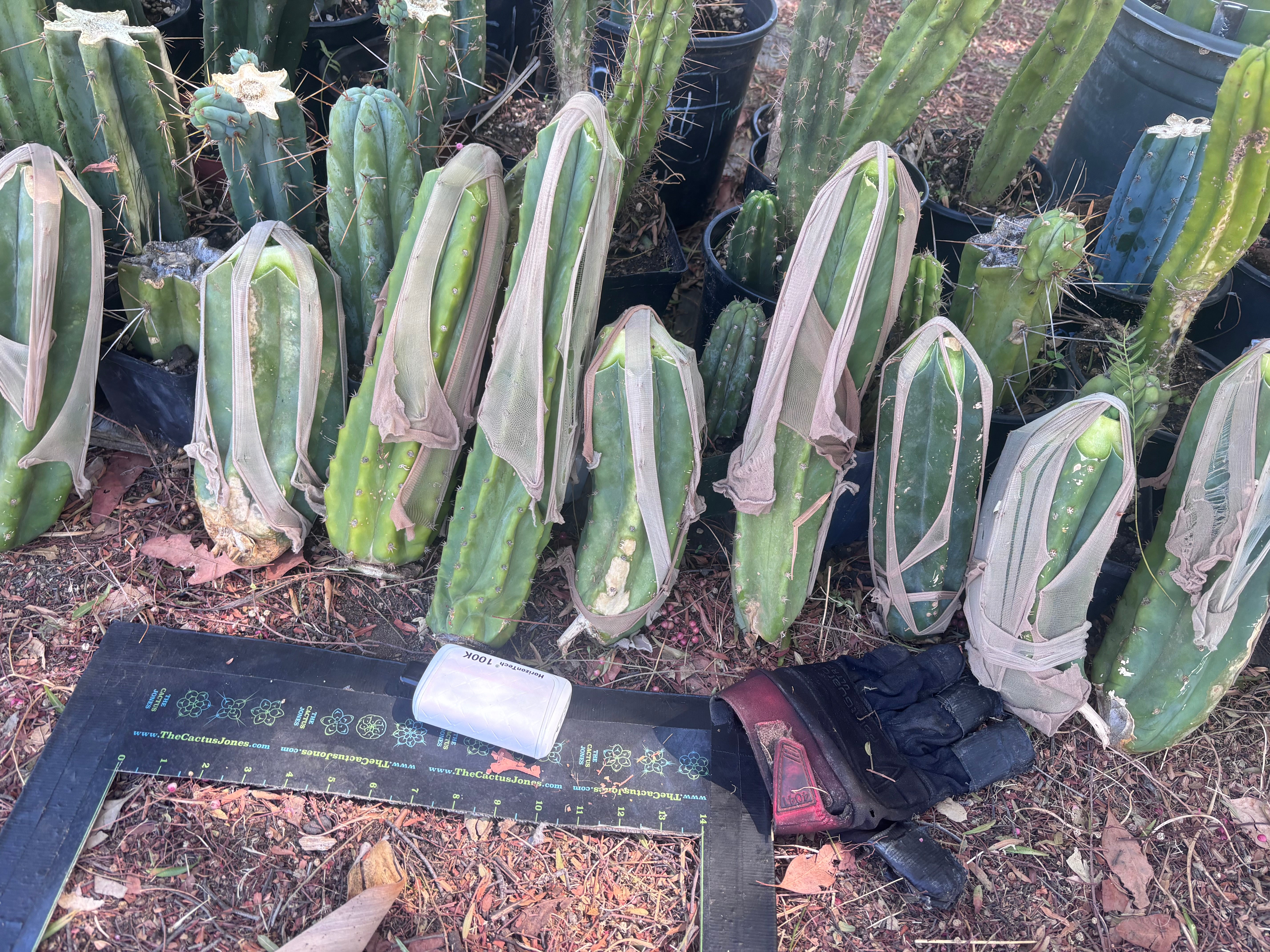 💎👑💎 Havran Preorder! (Restocked)