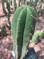 👑🌶️ Malo4 (F2)  — XL 14” Tip