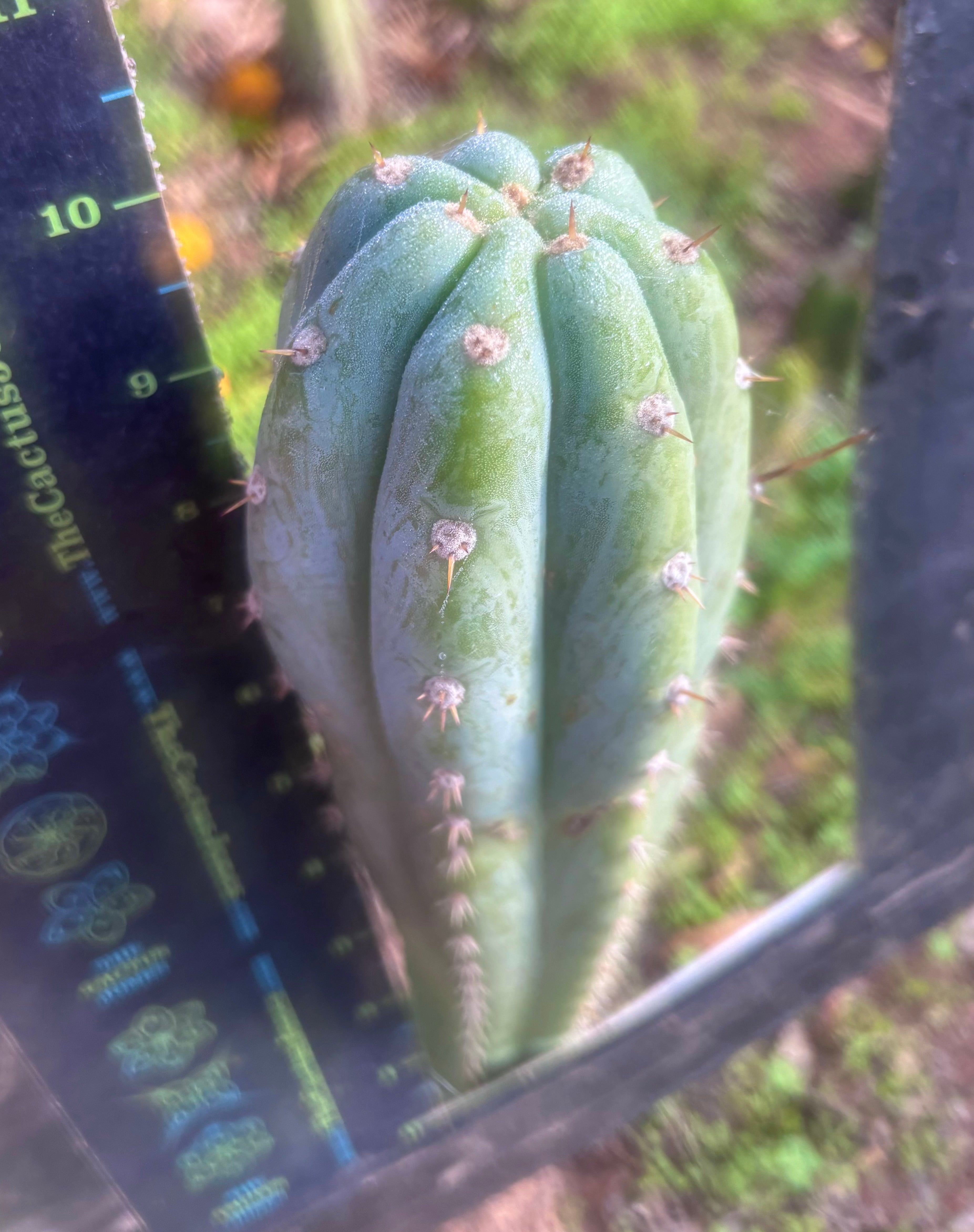 👑🌶️ Brian’s Blue Skies — 10” Tip