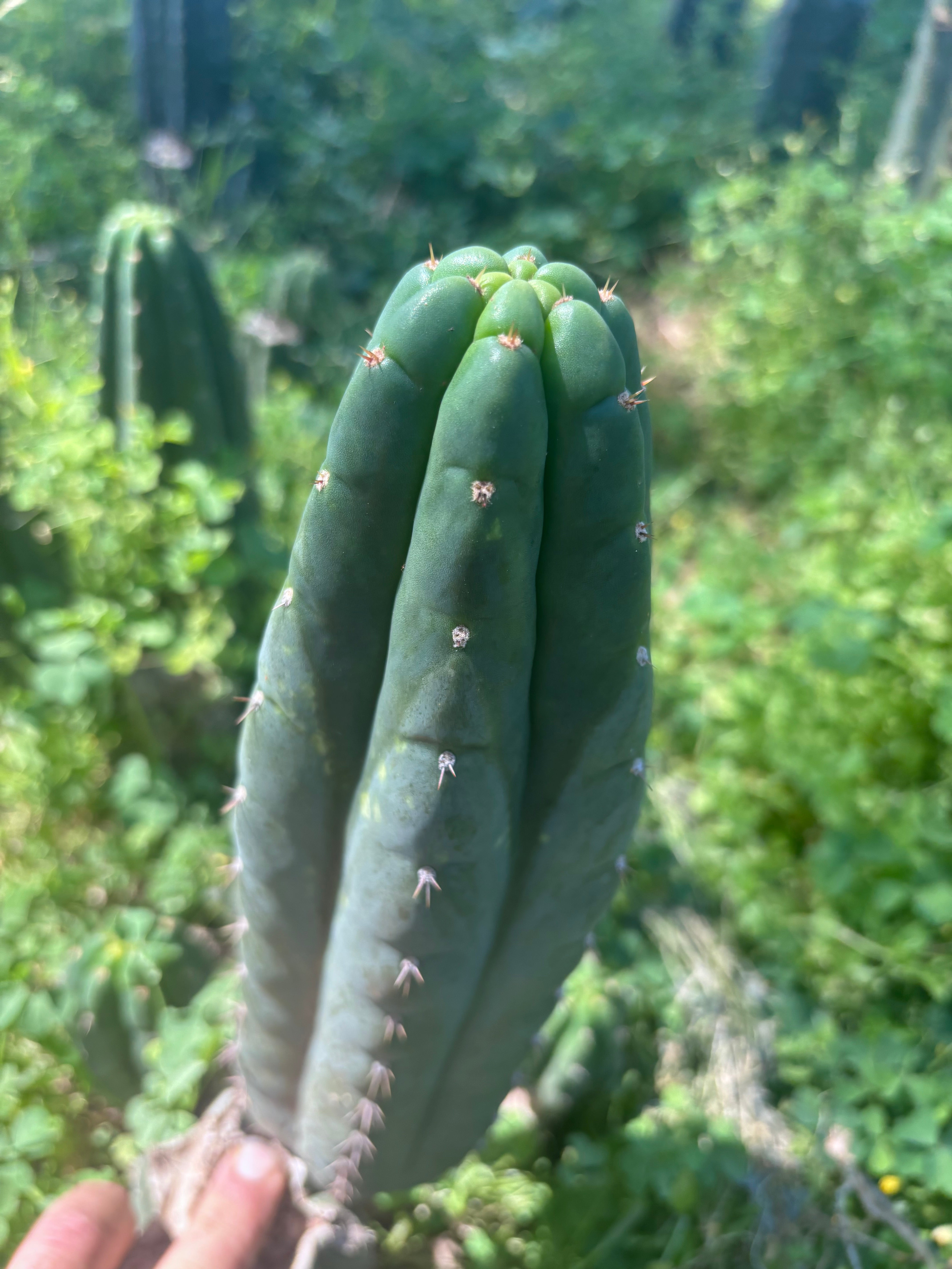 👑🌶️ Blue Ecuador — Chonky 10.5” Pup