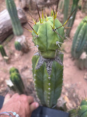 👑💎🌶️  CSD — Large Tip Graft