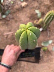 👑🌶️ Soozy — Chonky 10” Tip