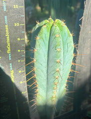 💎👑 Argentinensis “Coopers Clone” — 10” Tip