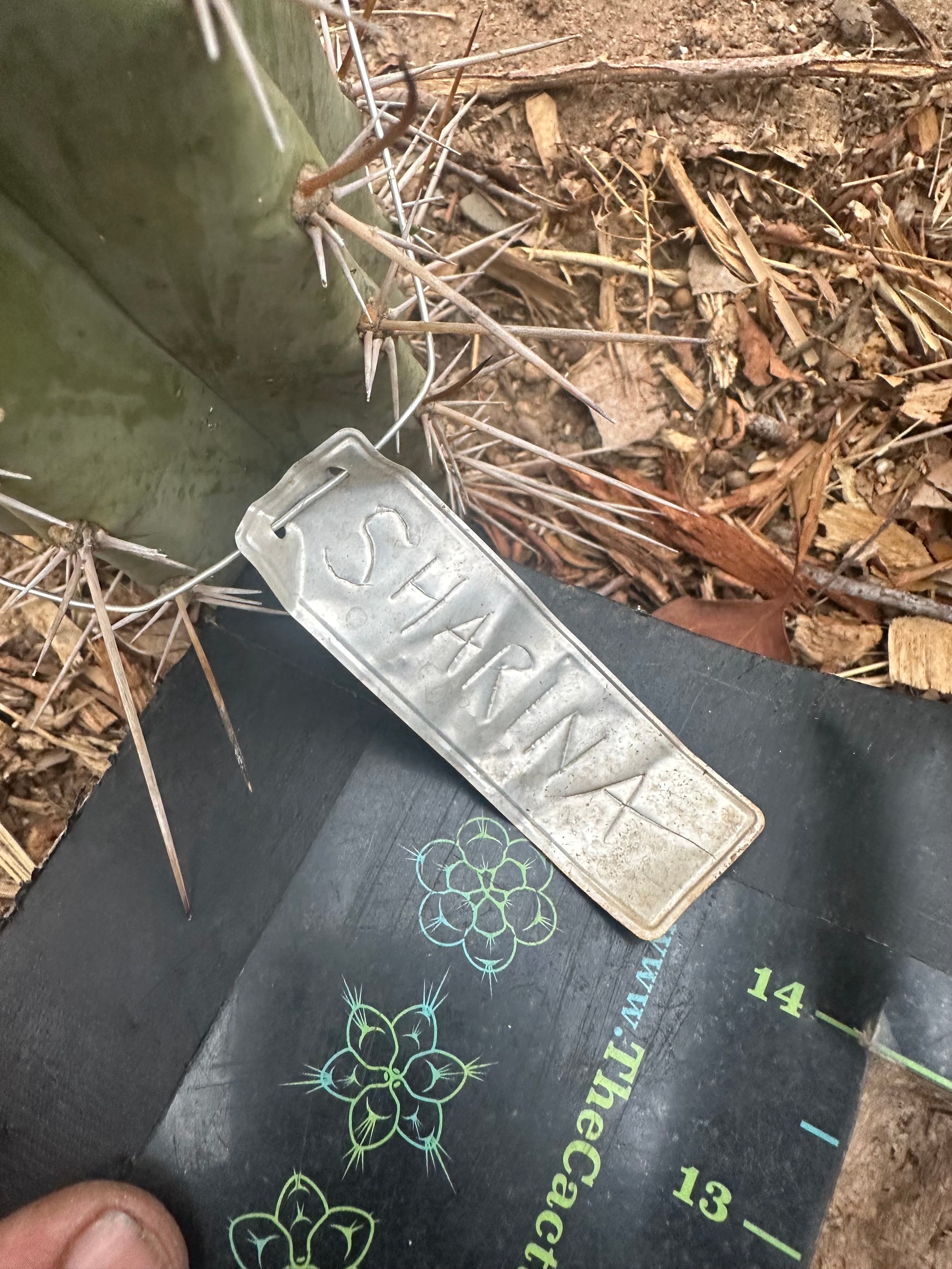 -👑🌶️ Sharina — 10” Pup