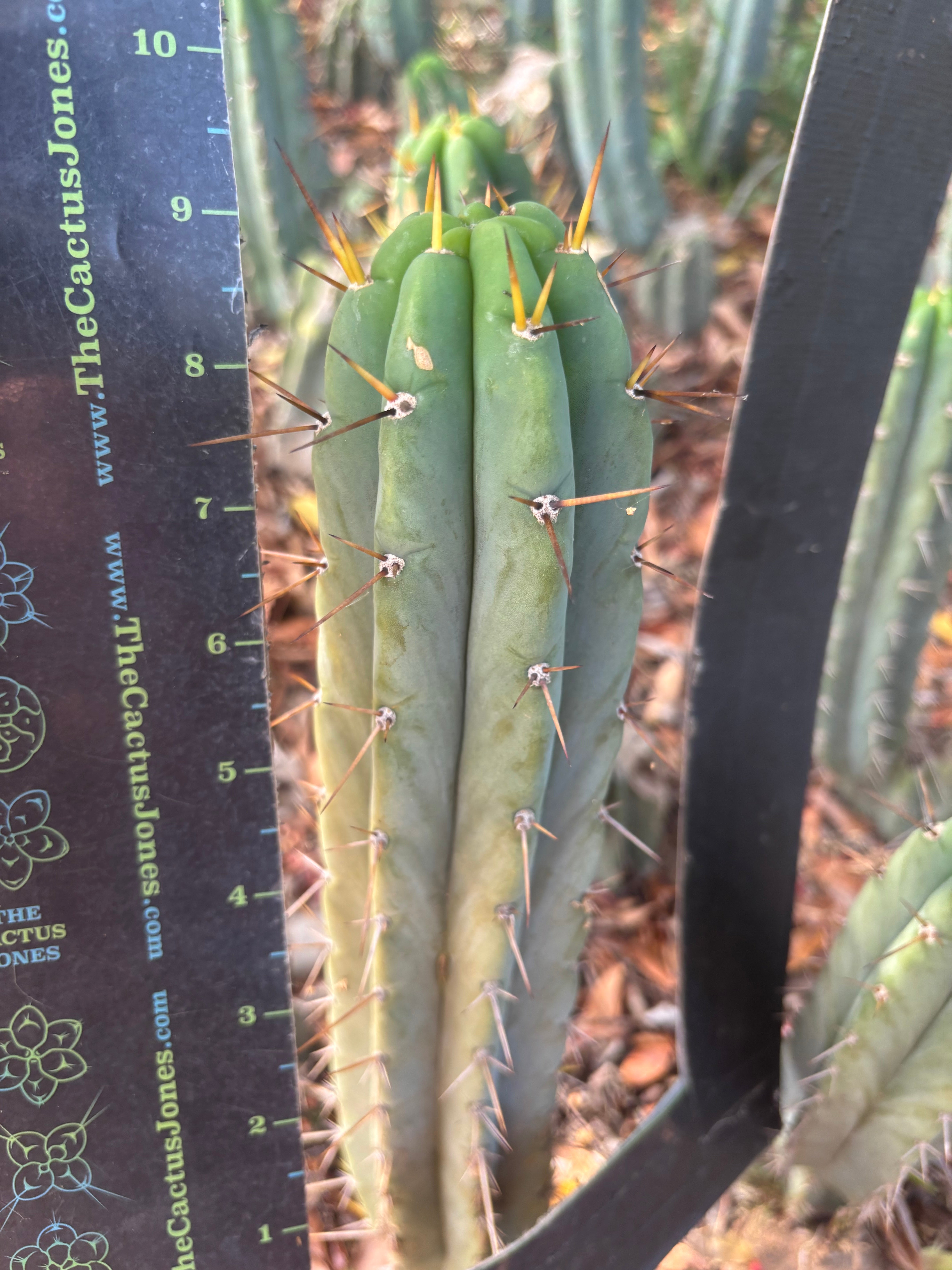 👑🌶️🌶️ Pala — Another 9” Tip