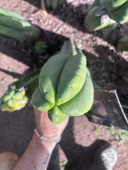 💎👑💎🌶️ Ferah — Chonky 6” Tip