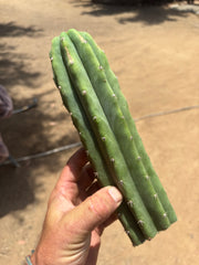 👑🌶️🌶️ Landfill — 11” Tip