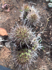 Custom Listing for Norma B