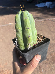 👑🌶️  Jiimz Strong Spine — Rooted Tip