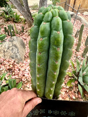 💎👑🌶️ Ichoca — 10” BEAST Tip