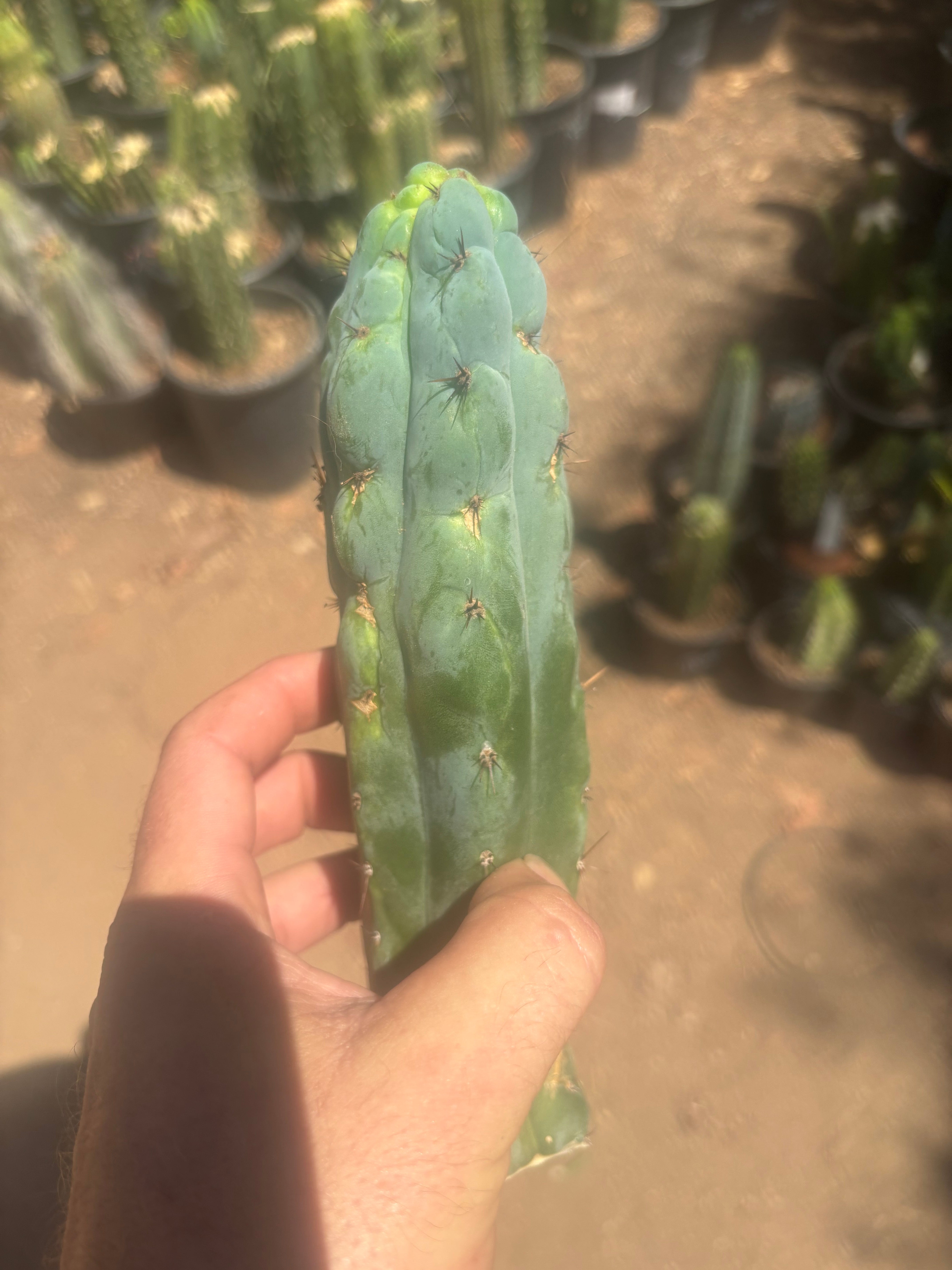 💎👑💎 Y2K  — 8.5” Tip