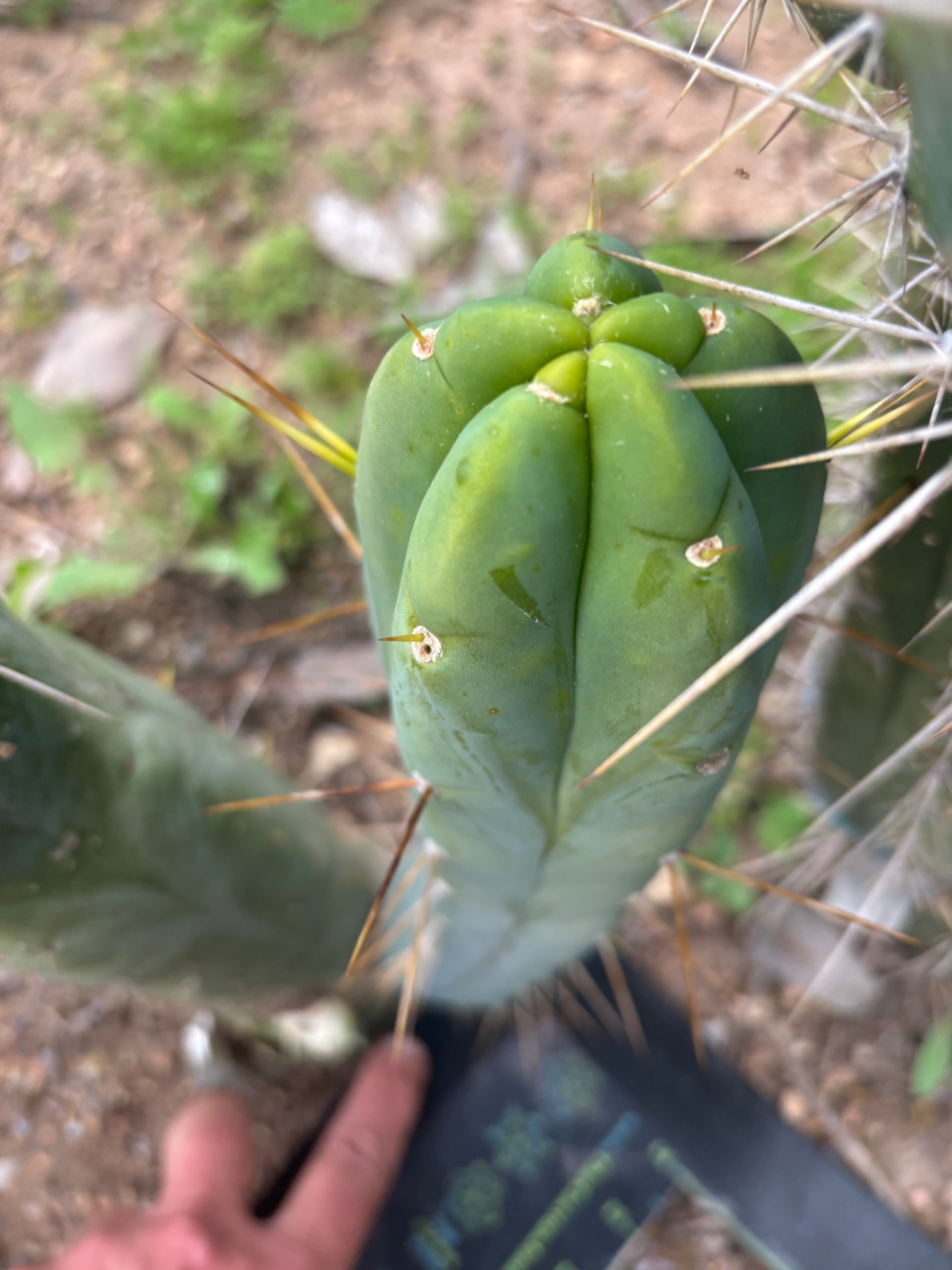 👑🌶️🌶️  Another Jiimz Twin 12” Pup