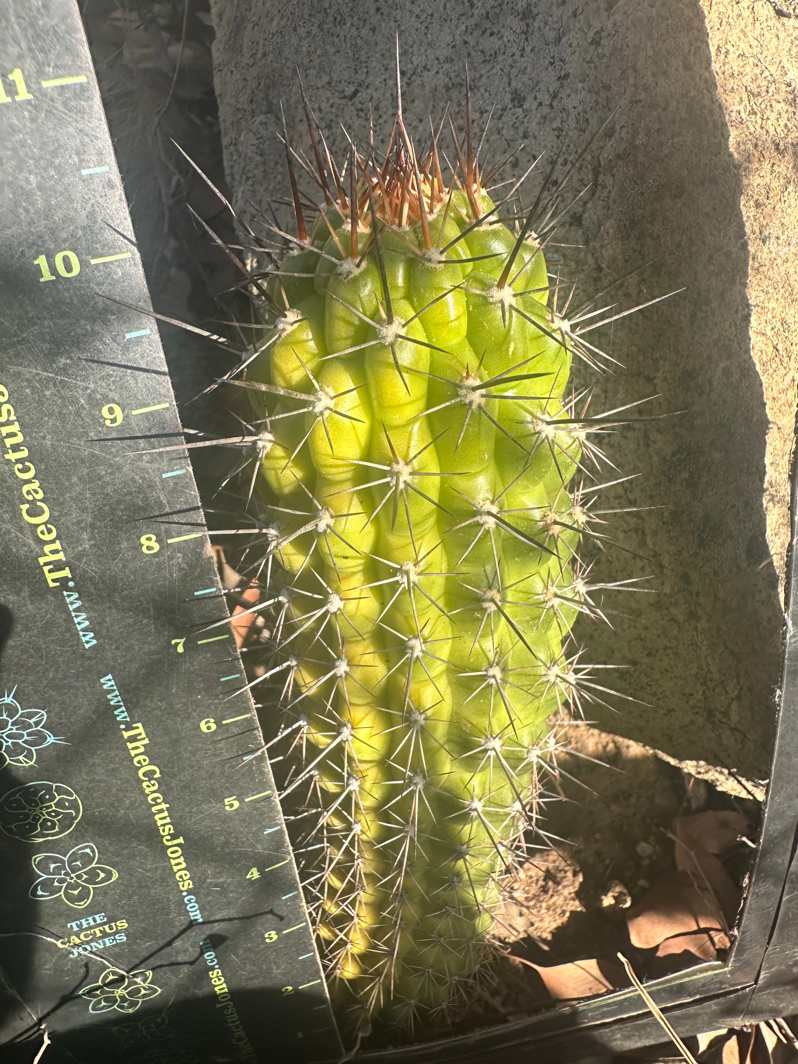 Thelogonus — Chonky 10” Pup